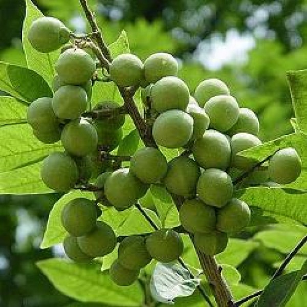Ritha Plant, Reetha, Soap Nut, Wash Nut, Soapberry - Sapindus Mukorossi